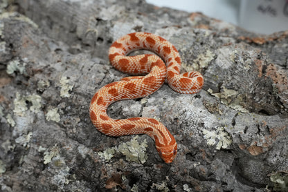 Subadult purple line albino conda pos het snow