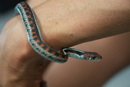 Adult proven California red sided garter pair