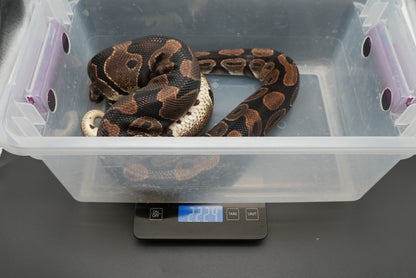 Female Chocolate Proven Breeder BP-F-5