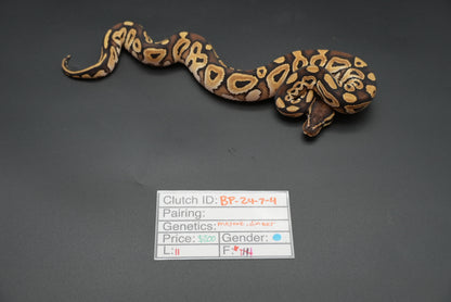Male Mojave Dinker 24-7-4