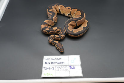 1.1 Possible Mandarin Het Sunset Pair