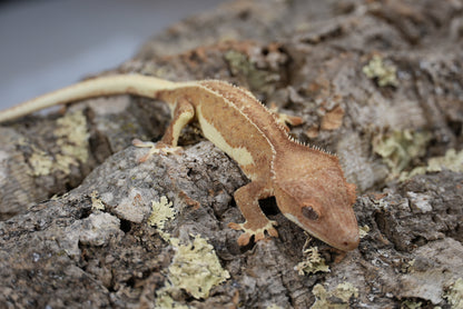 Red phantom lily white