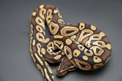 Male Mojave Dinker 24-7-4