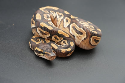 Male Mojave 25-1-5