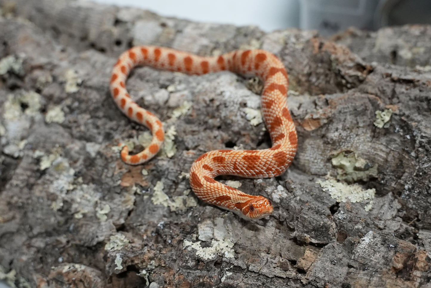 Subadult purple line albino conda pos het snow