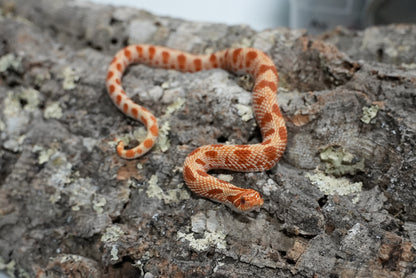 Subadult purple line albino conda pos het snow