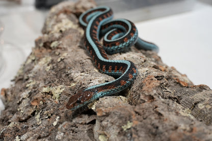 Adult proven California red sided garter pair