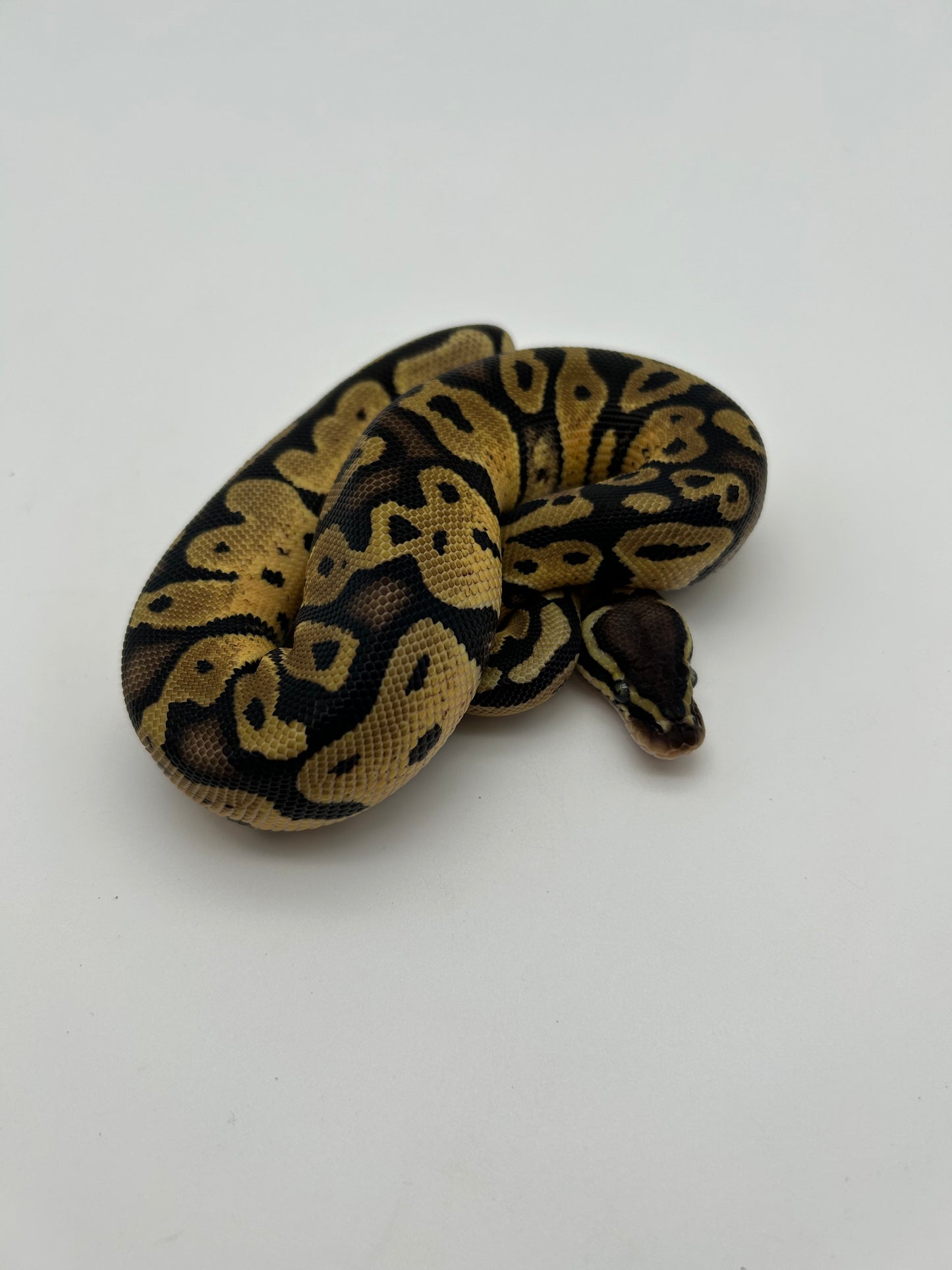 Male Pastel, Triple het VPI Axanthic Sunset Pied 23-15-2