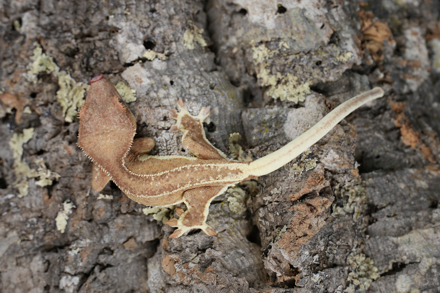 Red phantom lily white