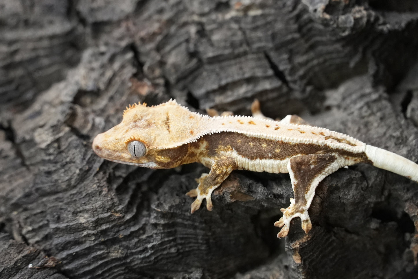 Crested gecko 25-2-2