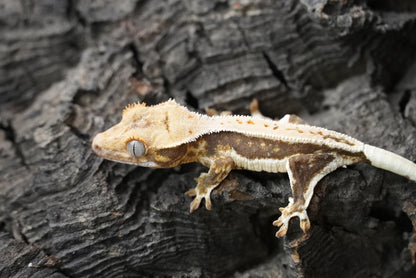 Crested gecko 25-2-2