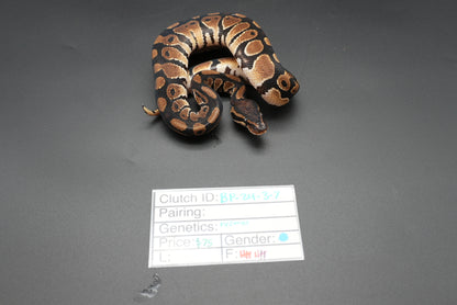 Male Normal 24-3-7