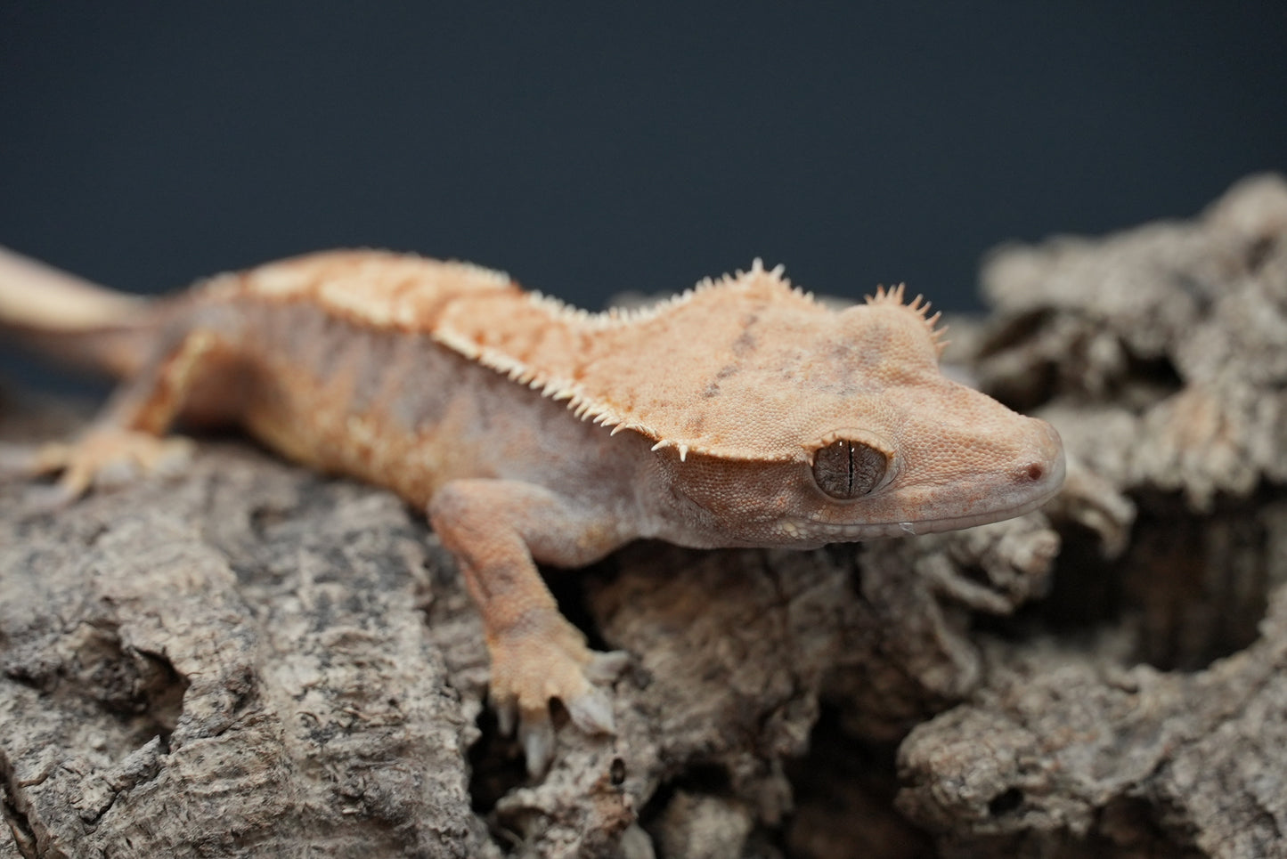 Crested gecko c61