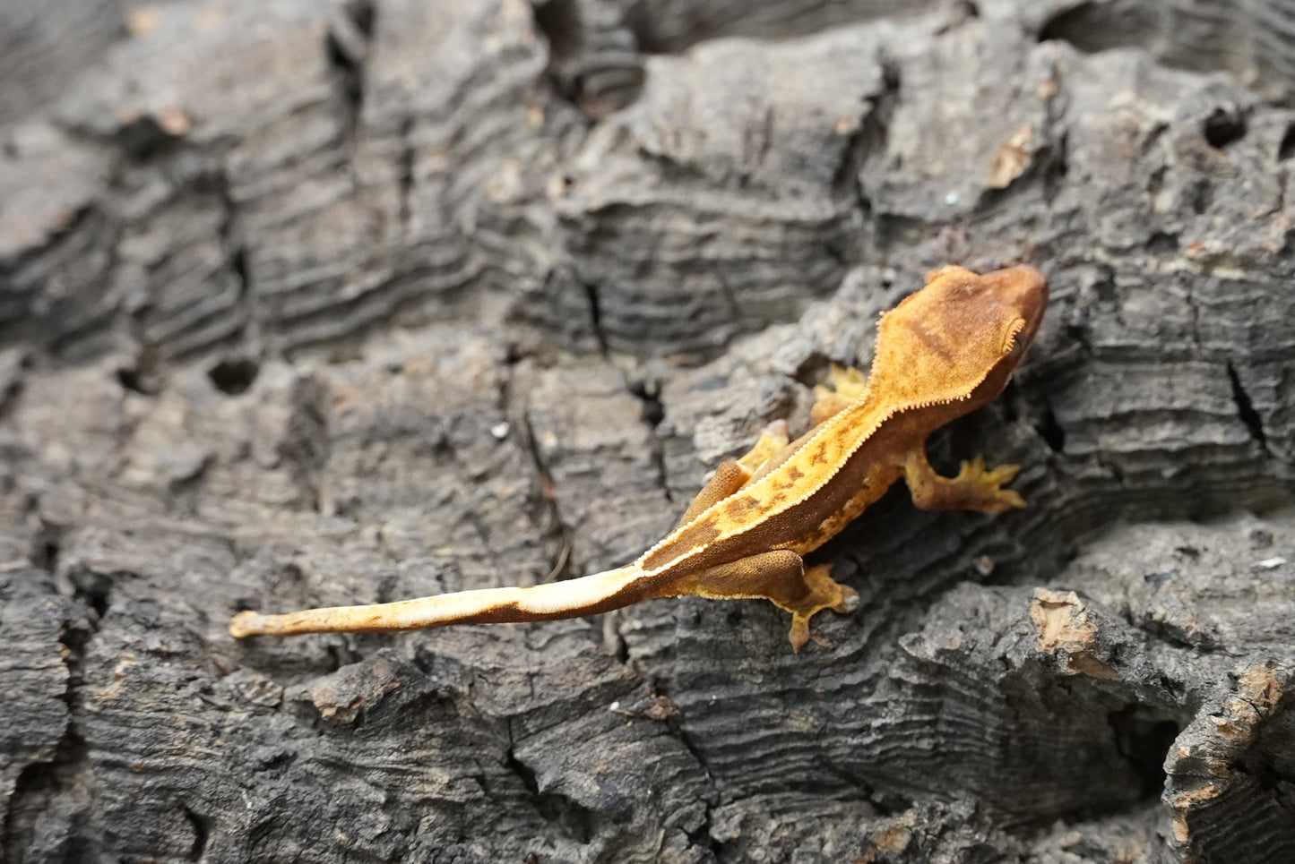 Crested gecko 25-5-1