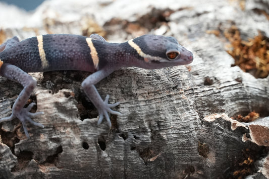 Chinese cave gecko