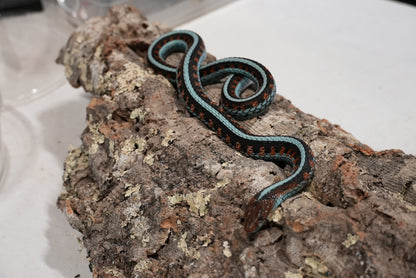 Adult proven California red sided garter pair