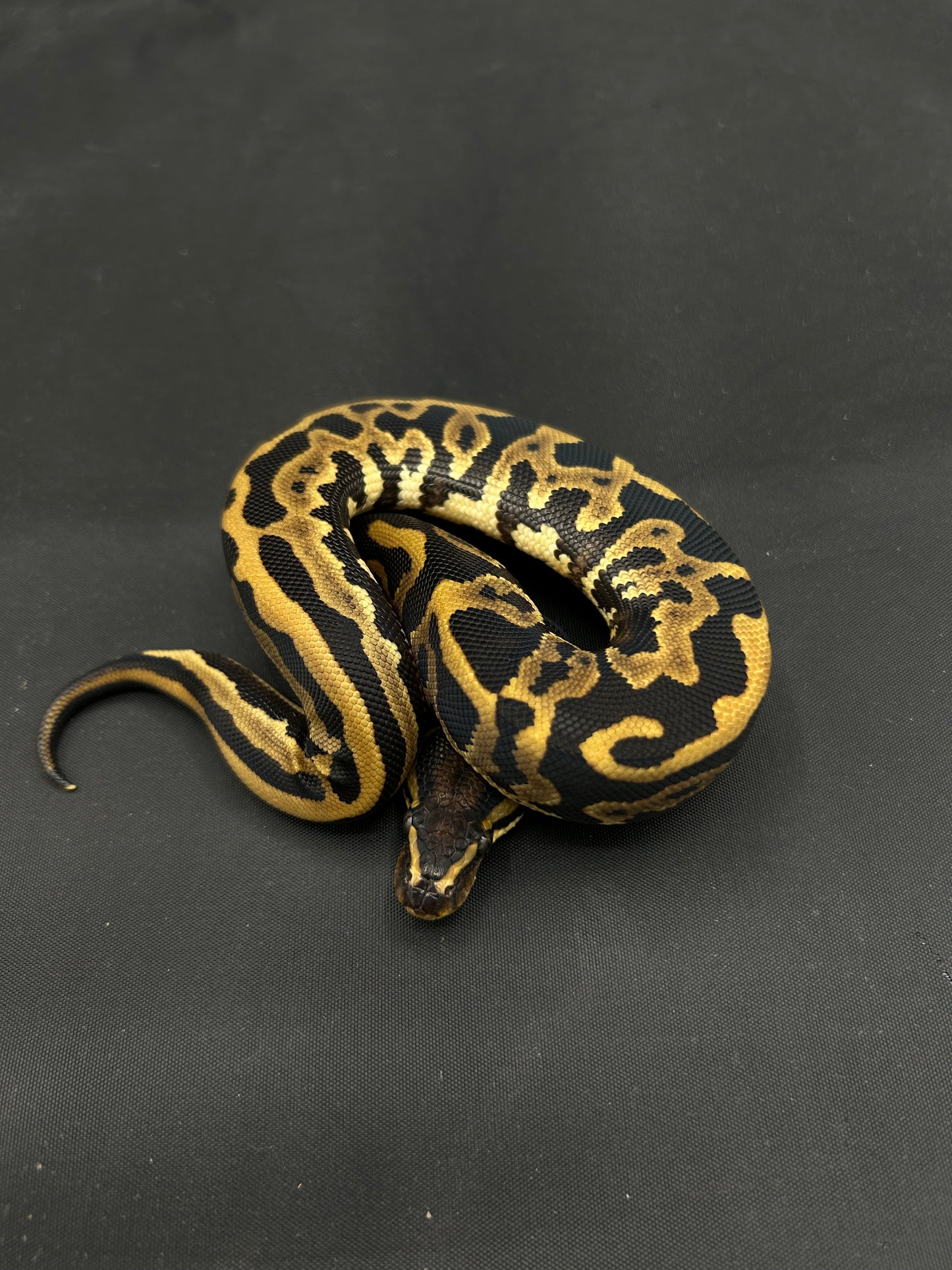 Male Leopard, Yellowbelly, Het Pied