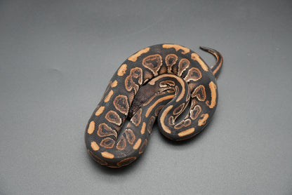 Female Black Pastel, HRA 24-10-2