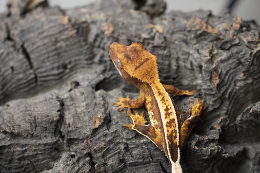 Crested gecko 25-3-1