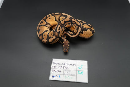 1.1 Possible Mandarin Het Sunset Pair