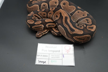 Female Possible Leopard Proven Breeder 0005