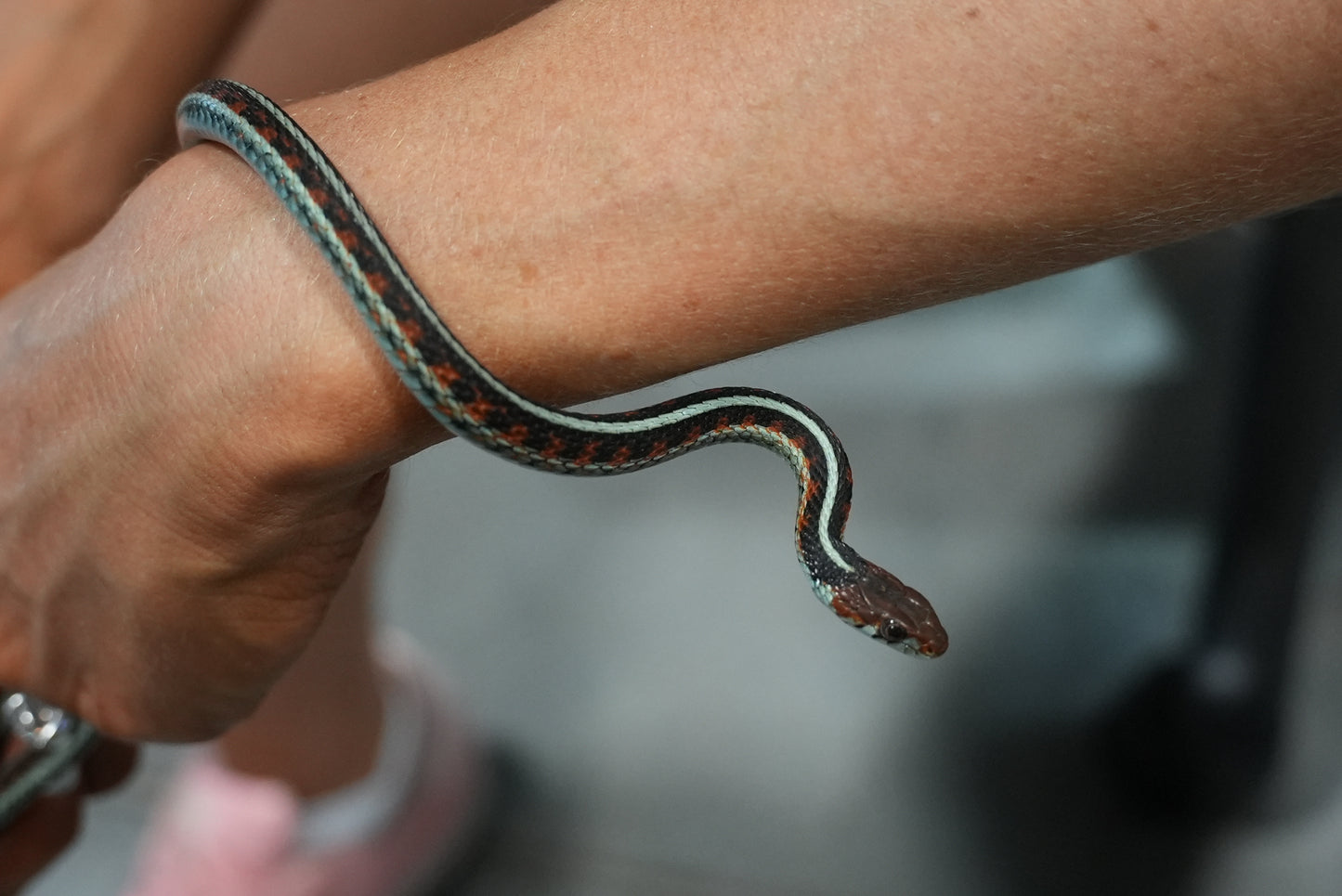 Adult proven California red sided garter pair