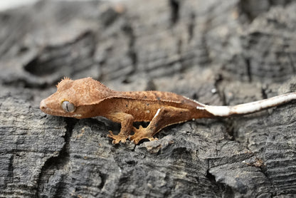 Crested gecko 25-4-1