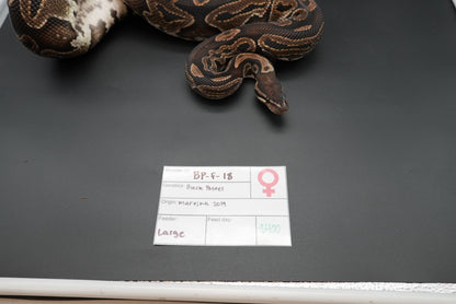 Female Black Pastel BP-F-18
