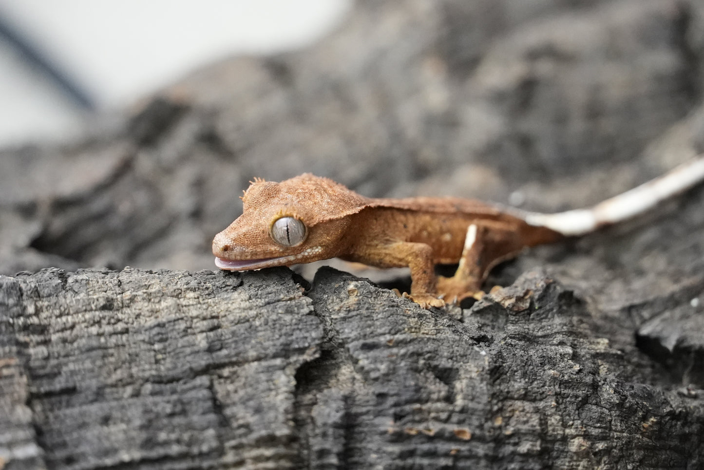 Crested gecko 25-4-1