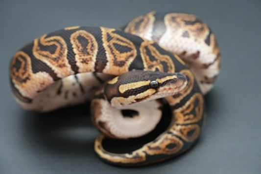 Female GHI Dinker 24-7-3