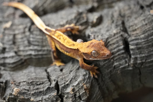 Crested gecko 25-5-2