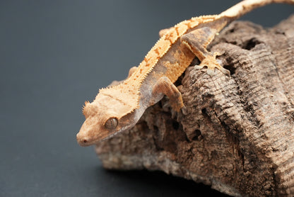 Crested gecko c64