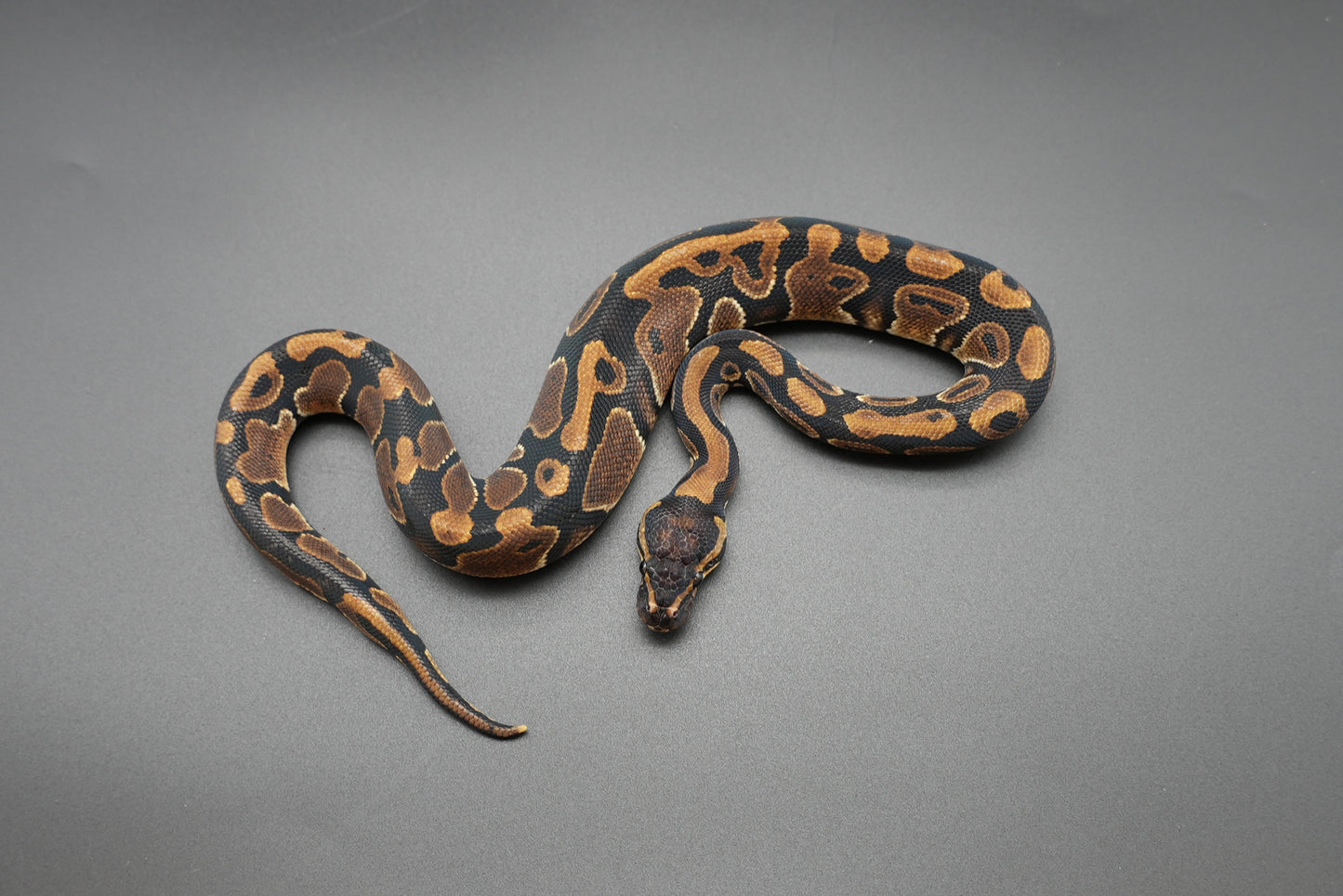 Male Possible HRA 24-10-8
