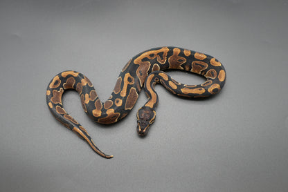 Male Possible HRA 24-10-8