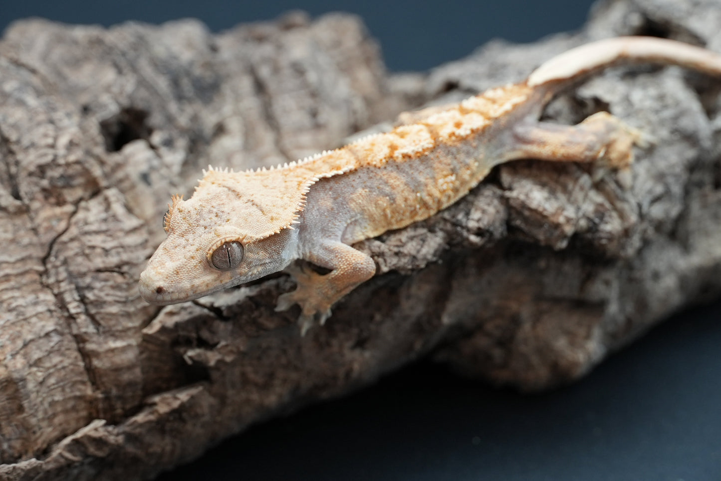 Crested gecko c65