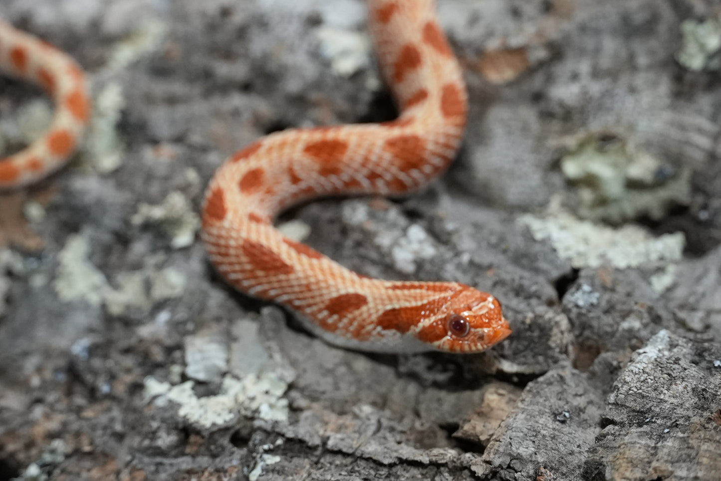 Subadult purple line albino conda pos het snow