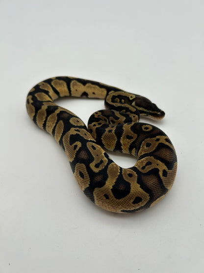 Male Pastel, Triple het VPI Axanthic Sunset Pied 23-15-6