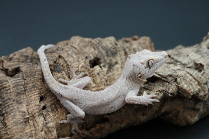 Gargoyle gecko g8