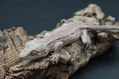 Gargoyle gecko g11