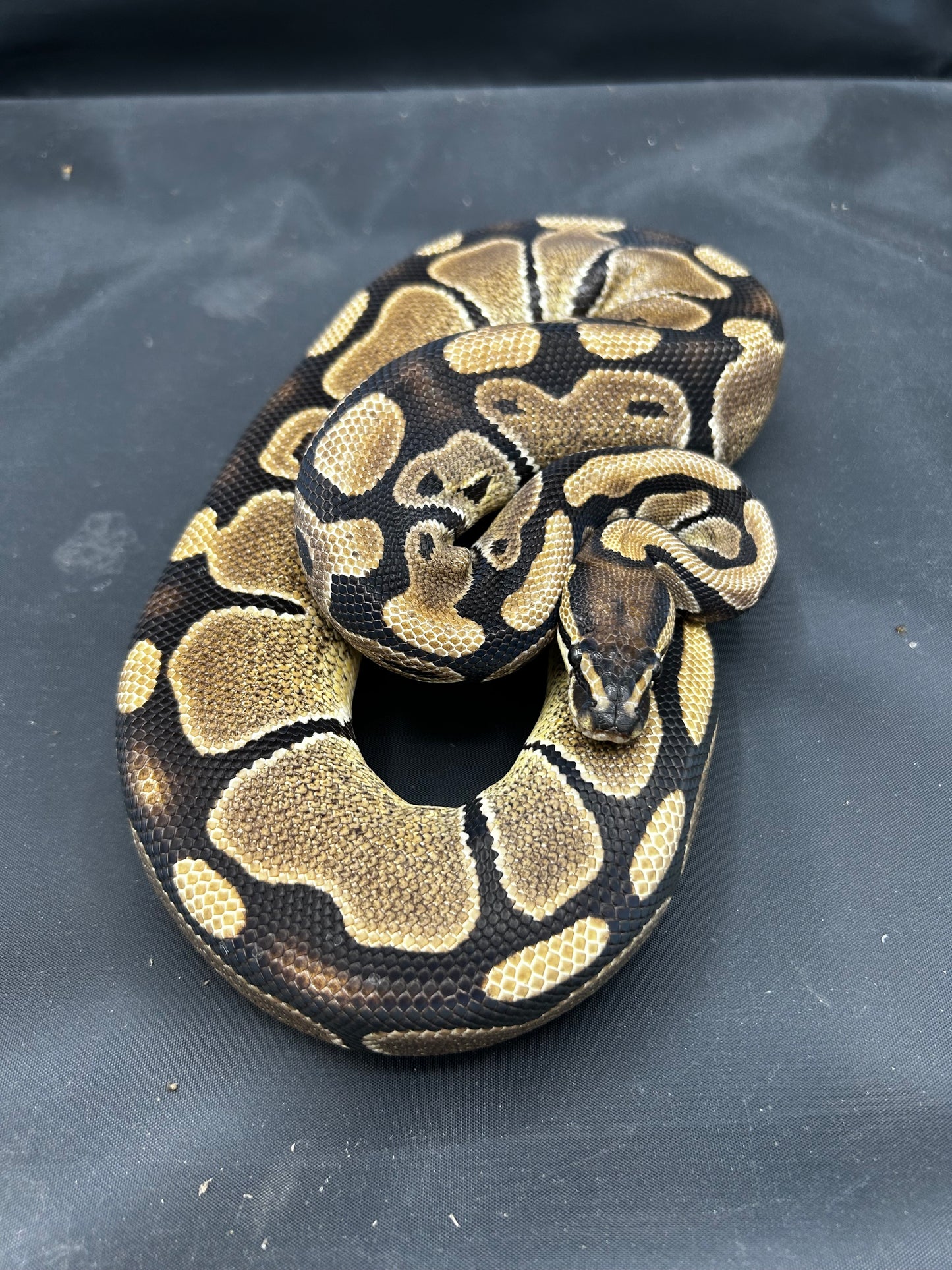 Female Het Pied