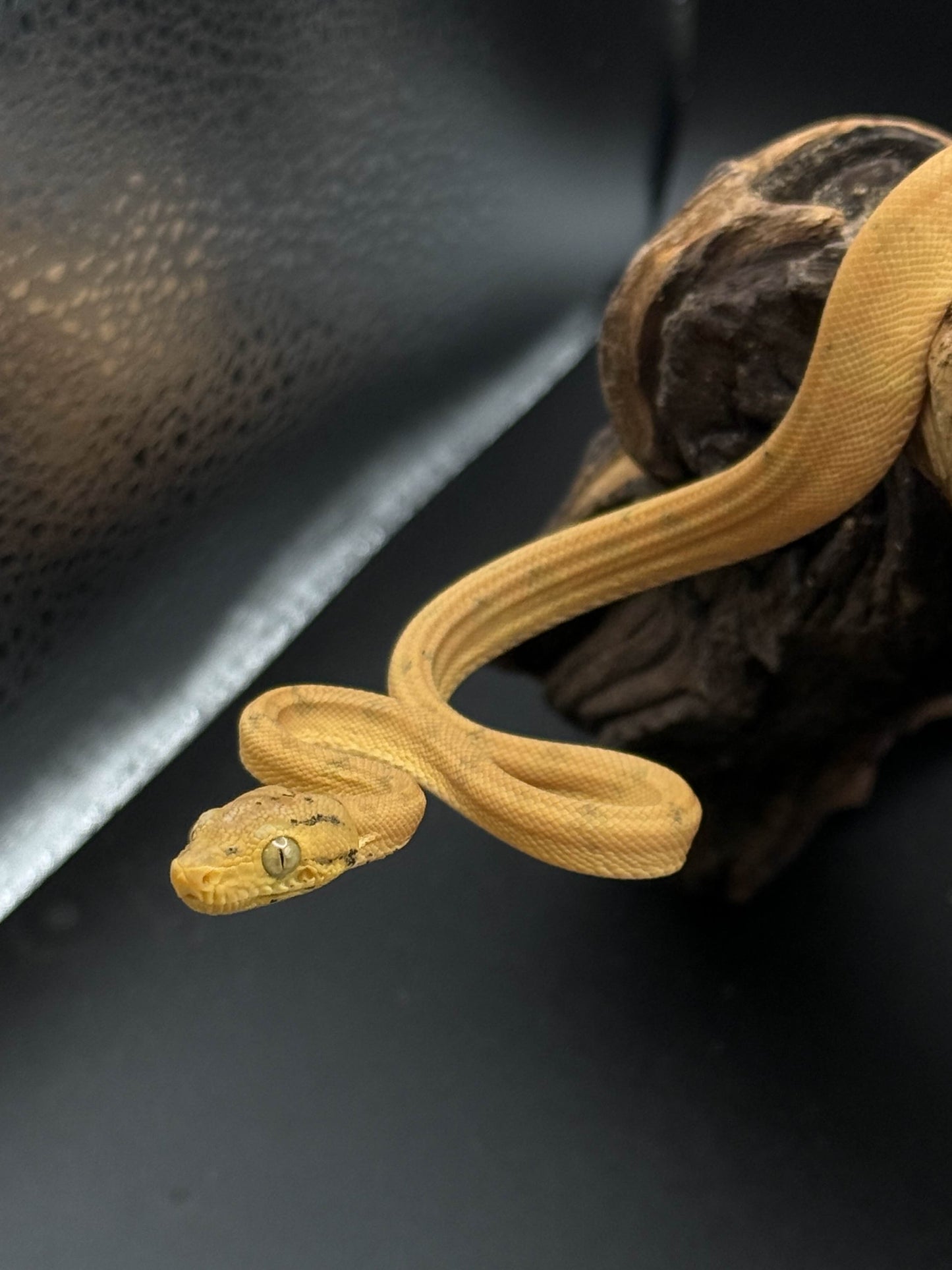 Amazon Tree Boa