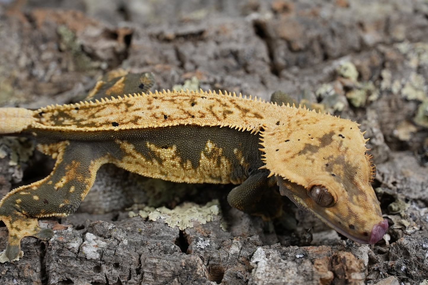 Wonton (proven male)