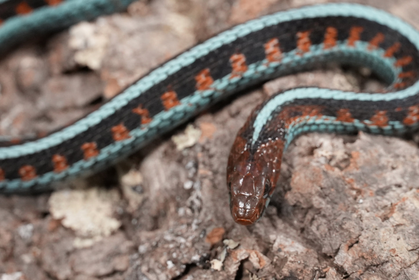 Adult proven California red sided garter pair