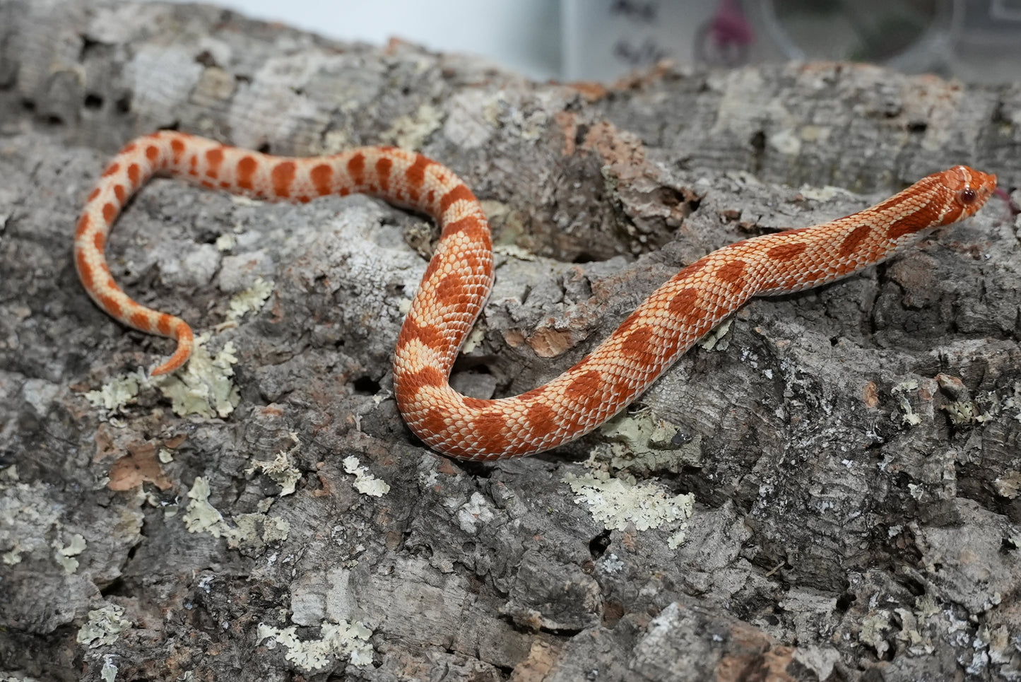 Subadult purple line albino conda pos het snow