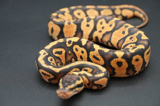 Female Pastel, Gravel 24-9-5 *live eater*