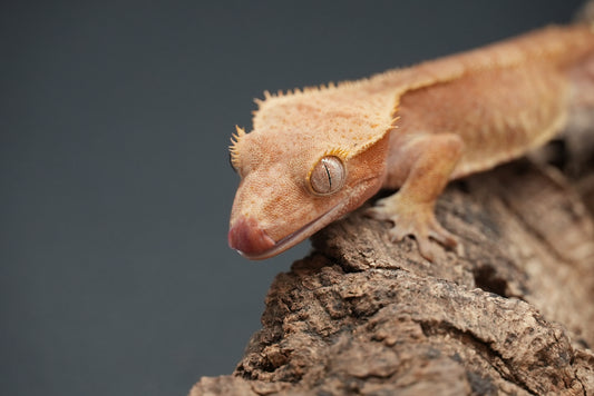 Crested gecko c50