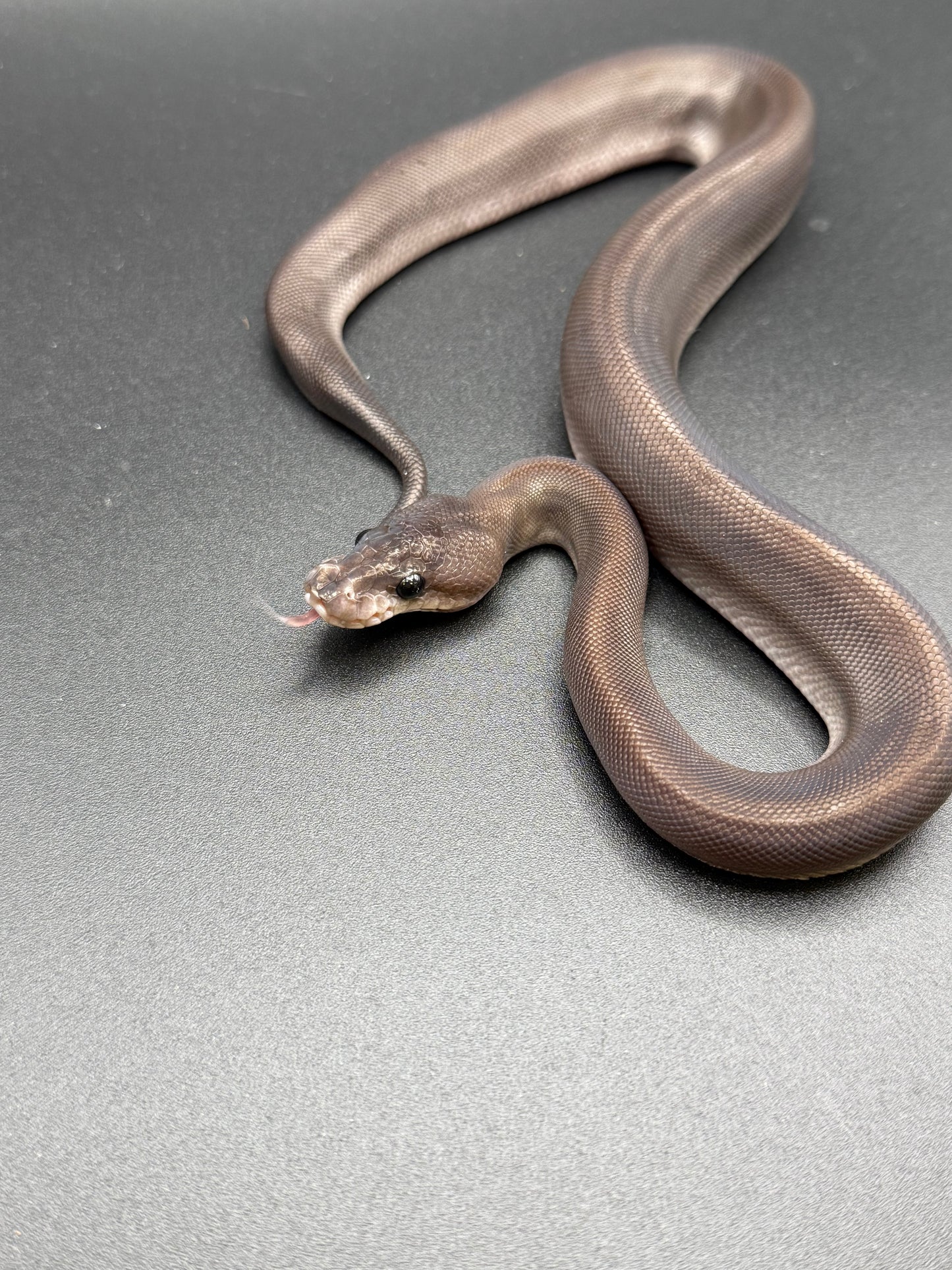 Female Super Cinnamon, Pos Het Pied, Pos Yellowbelly, Pos Het Red Axanthic