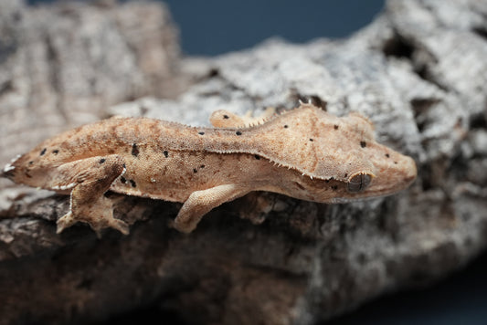 Crested gecko c60