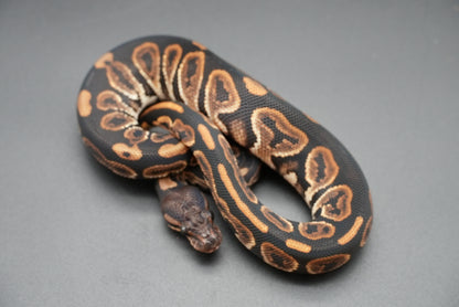 Female Black Pastel 24-10-5