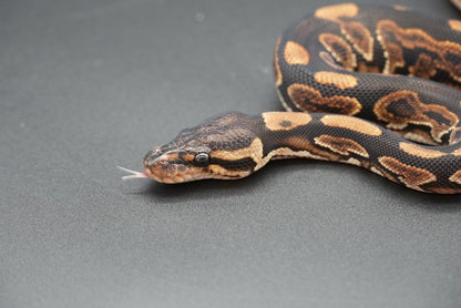Male Black Pastel, HRA 24-10-3